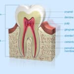 Are Teeth Bone